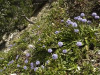 Globularia nudicaulis 7, Saxifraga-Jan van der Straaten