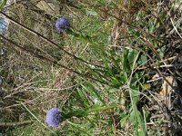 Globularia nudicaulis 8, Saxifraga-Rutger Barendse