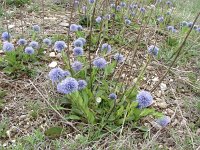 Globularia punctata 4, Saxifraga-Jasenka Topic