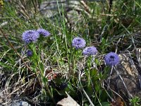 Globularia punctata 5, Saxifraga-Jeroen Willemsen