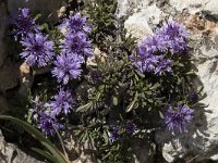 Globularia repens