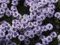 Globularia repens 5, Saxifraga-Willem van Kruijsbergen