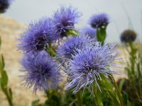 Globularia trichosantha 3, Saxifraga-Ed Stikvoort