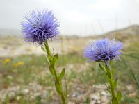 Globularia trichosantha 4, Saxifraga-Ed Stikvoort