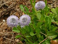 Globularia vulgaris 12, Saxifraga-Hans Grotenhuis