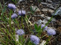 Globularia vulgaris 2, Saxifraga-Ed Stikvoort