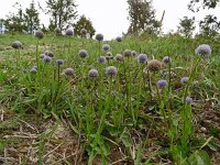 Globularia vulgaris 4, Saxifraga-Hans Grotenhuis