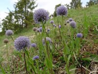 Globularia vulgaris 5, Saxifraga-Hans Grotenhuis
