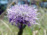 Globularia vulgaris 6, Saxifraga-Hans Grotenhuis
