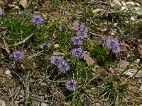Globularia vulgaris 7, Saxifraga-Hans Grotenhuis