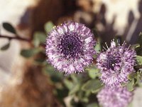 Globularia wilkommi 2, Saxifraga-Sanja Kovacic