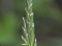 Glyceria declinata 2, Saxifraga-Rutger Barendse