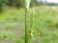 Glyceria fluitans 12, Mannagras, Saxifraga-Rutger Barendse