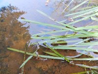 Glyceria fluitans 13, Mannagras, Saxifraga-Rutger Barendse