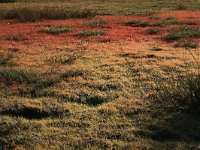 Glyceria fluitans 2, Mannagras, Saxifraga-Hans Boll