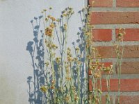 Gnaphalium luteoalbum 10, Bleekgele droogbloem, Saxifraga-Ed Stikvoort