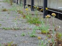 Gnaphalium luteoalbum 11, Bleekgele droogbloem, Saxifraga-Ed Stikvoort