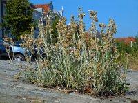 Gnaphalium luteoalbum 12, Bleekgele droogbloem, Saxifraga-Ed Stikvoort