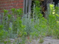 Gnaphalium luteoalbum 16, Bleekgele droogbloem, Saxifraga-Rutger Barendse