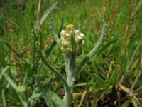 Gnaphalium luteoalbum 2, Bleekgele droogbloem, Saxifraga-Rutger Barendse