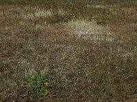 Gnaphalium luteoalbum 27, Bleekgele droogbloem, Saxifraga-Hans Boll