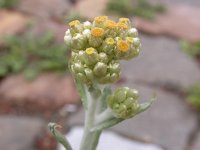 Gnaphalium luteoalbum 3, Bleekgele droogbloem, Saxifraga-Peter Meininger