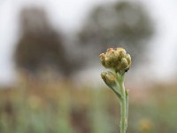 Gnaphalium luteoalbum 32, Bleekgele droogbloem, Saxifraga-Hans Dekker