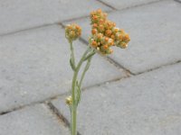 Gnaphalium luteoalbum 33, Bleekgele droogbloem, Saxifraga-Ed Stikvoort