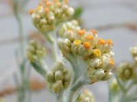 Gnaphalium luteoalbum 34, Bleekgele droogbloem, Saxifraga-Ed Stikvoort