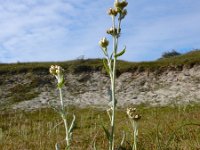 Gnaphalium luteoalbum 35, Bleekgele droogbloem, Saxifraga-Ed Stikvoort