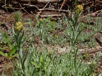 Gnaphalium luteoalbum 36, Bleekgele droogbloem, Saxifraga-Ed Stikvoort