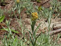 Gnaphalium luteoalbum 38, Bleekgele droogbloem, Saxifraga-Ed Stikvoort