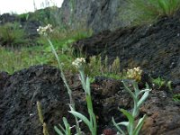 Gnaphalium luteoalbum 6, Bleekgele droogbloem, Saxifraga-Ed Stikvoort