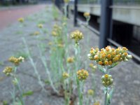 Gnaphalium luteoalbum 9, Bleekgele droogbloem, Saxifraga-Ed Stikvoort