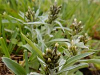 Gnaphalium norvegicum 8, Noorse droogbloem, Saxifraga-Ed Stikvoort