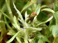 Gnaphalium supinum 9, Saxifraga-Sonja Bouwman  Gnaphalium supinum - Asteraceae familie