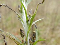 Gnaphalium sylvaticum 11, Bosdroogbloem, Saxifraga-Rutger Barendse