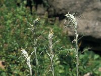 Gnaphalium sylvaticum 26, Bosdroogbloem, Saxifraga-Jan van der Straaten