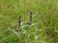 Gnaphalium sylvaticum 28, Bosdroogbloem, Saxifraga-Hans Grotenhuis