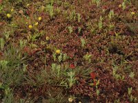 Gnaphalium uliginosum 11, Moerasdroogbloem, Saxifraga-Hans Boll