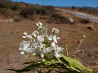 Gomphocarpus fruticosus 2, Saxifraga-Peter Meininger