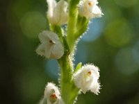 Goodyera repens 10, Dennenorchis, Saxifraga-Hans Dekker