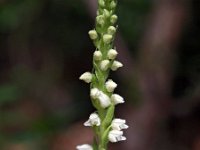 Goodyera repens 15, Dennenorchis., Saxifraga-Hans Dekker