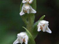 Goodyera repens 18, Dennenorchis, Saxifraga-Hans Dekker