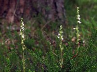 Goodyera repens 19, Dennenorchis, Saxifraga-Hans Dekker