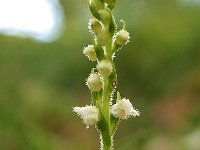 Goodyera repens 2, Dennenorchis, Saxifraga-Hans Dekker