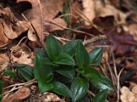 Goodyera repens 20, Dennenorchis, Saxifraga-Hans Dekker