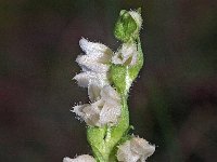 Goodyera repens 25, Dennenorchis, Saxifraga-Hans Dekker