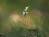 Goodyera repens 26, Dennenorchis, Saxifraga-Hans Dekker