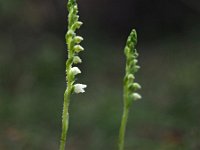 Goodyera repens 27, Dennenorchis, Saxifraga-Hans Dekker